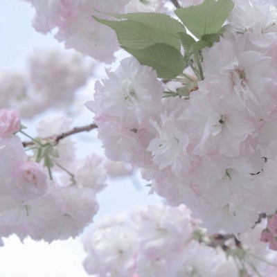 Furry插画元素设计兽圈群